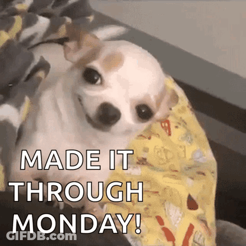 A Small White Dog Is Laying On A Blanket With The Words Made It Through Monday GIF