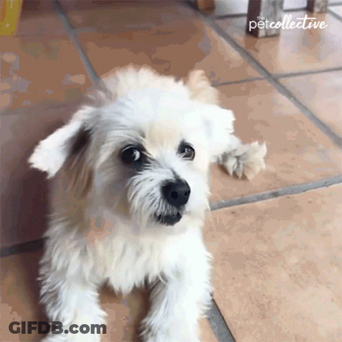 A Small White Dog Is Laying On A Tiled Floor With The Petcollective Written On The Bottom GIF