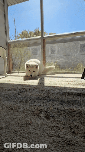 A Small White Dog Is Laying On The Floor In Front Of A Window GIF