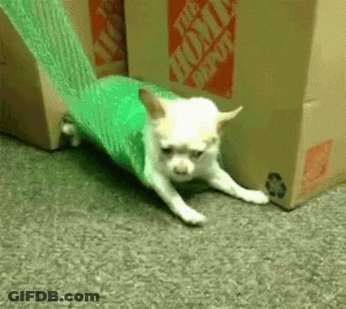 A Small White Dog Is Laying On The Floor Next To A Home Depot Cardboard Box GIF