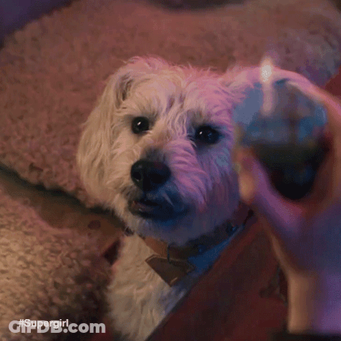 A Small White Dog Is Looking At A Person Lighting A Candle . GIF
