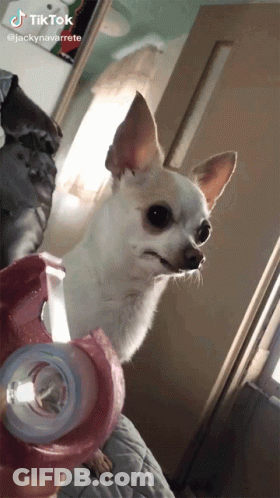 A Small White Dog Is Looking At The Camera With A Tik Tok Watermark GIF