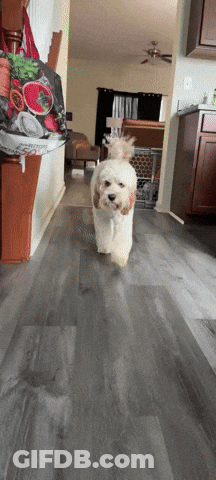 A Small White Dog Is Running Down A Hallway In A Home GIF