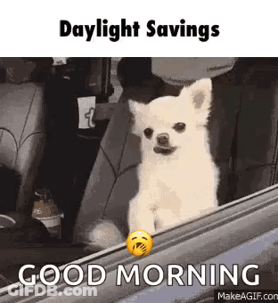 A Small White Dog Is Sitting In A Car Window . GIF