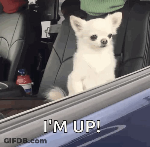 A Small White Dog Is Sitting In The Back Seat Of A Car And Looking Out The Window . GIF