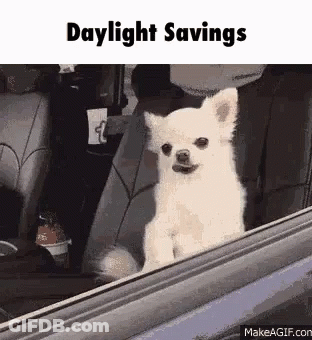 A Small White Dog Is Sitting In The Back Seat Of A Car And Looking Out The Window .. GIF