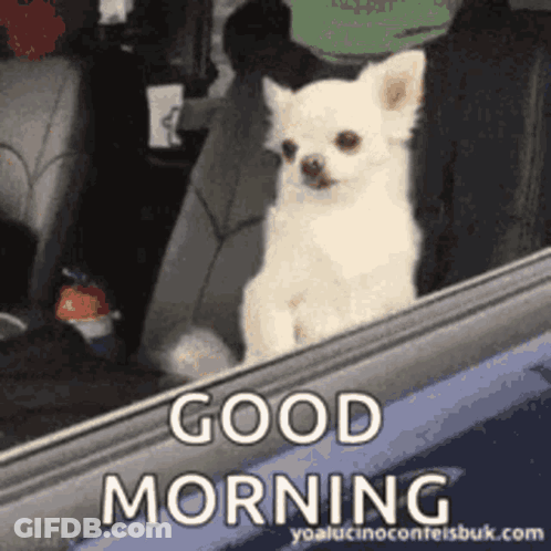 A Small White Dog Is Sitting In The Back Seat Of A Car And Says Good Morning . GIF