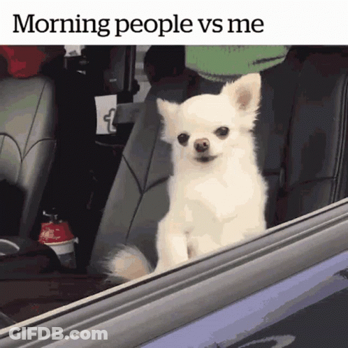 A Small White Dog Is Sitting In The Back Seat Of A Car Looking Out The Window GIF