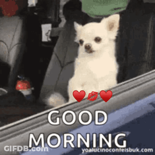 A Small White Dog Is Sitting In The Back Seat Of A Car With A Good Morning Greeting GIF