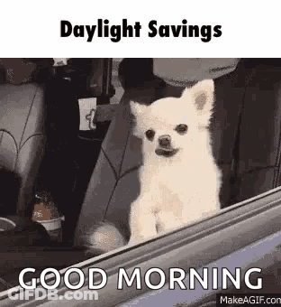 A Small White Dog Is Sitting In The Driver 'S Seat Of A Car And Looking Out The Window . GIF