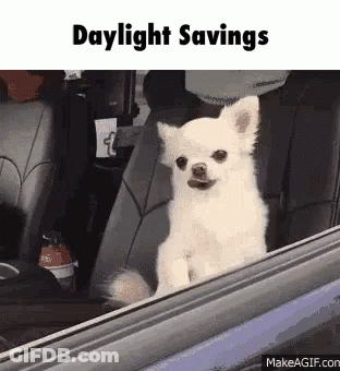 A Small White Dog Is Sitting In The Driver 'S Seat Of A Car Looking Out The Window . GIF