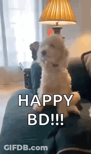 A Small White Dog Is Sitting On A Couch With The Words `` Happy Bd !! '' Written On It . GIF