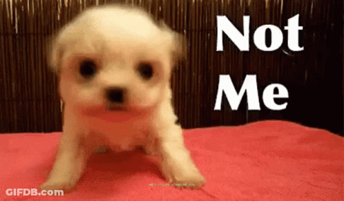 A Small White Dog Is Sitting On A Pink Blanket With The Words `` Not Me '' Written On It . GIF