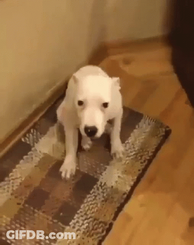 A Small White Dog Is Sitting On A Rug On The Floor . GIF