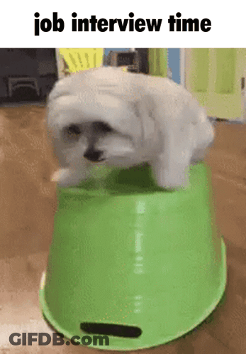 A Small White Dog Is Sitting On Top Of A Green Bucket With The Words Job Interview Time Below It GIF
