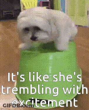 A Small White Dog Is Sitting On Top Of A Green Container With The Caption It 'S Like She 'S Trembling GIF