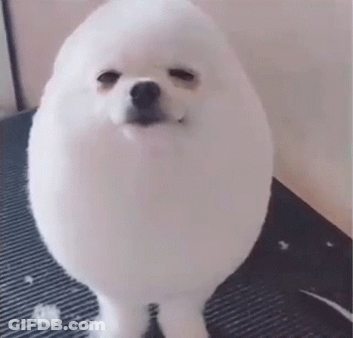 A Small White Dog Is Standing On A Black Mat On A Table . GIF