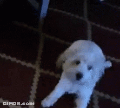 A Small White Dog Is Standing On A Red Carpet GIF