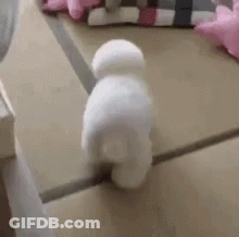 A Small White Dog Is Standing On A Table . GIF