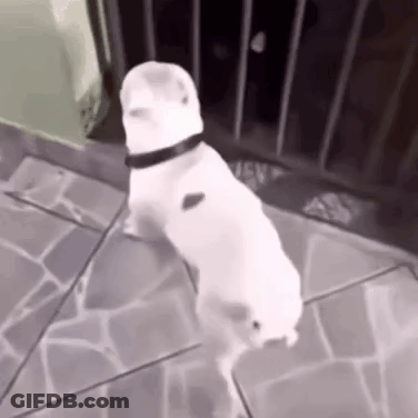 A Small White Dog Is Standing On A Tiled Floor . GIF