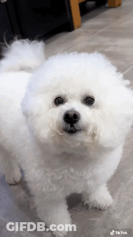 A Small White Dog Is Standing On A Tiled Floor And Looking At The Camera . GIF