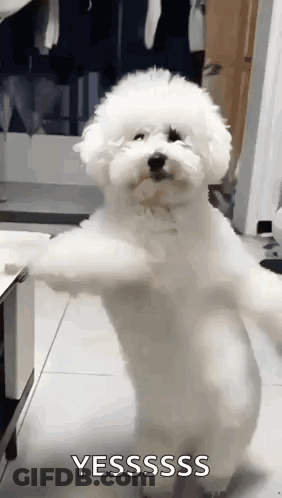 A Small White Dog Is Standing On Its Hind Legs And Looking At The Camera . GIF