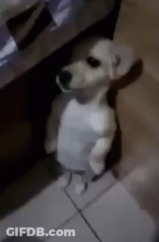 A Small White Dog Is Standing On Its Hind Legs In A Room . GIF