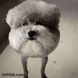 A Small White Dog Is Standing On Its Hind Legs . GIF