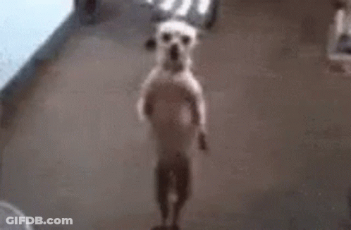 A Small White Dog Is Standing On Its Hind Legs On A Floor . GIF