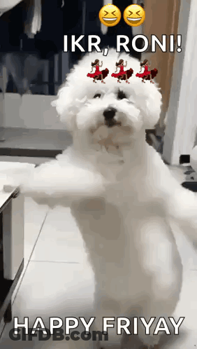 A Small White Dog Is Standing On Its Hind Legs With A Happy Friday Message GIF