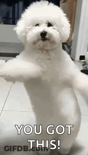 A Small White Dog Is Standing On Its Hind Legs With Its Arms Outstretched And Says `` You Got This ! '' GIF
