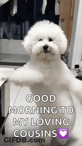 A Small White Dog Is Standing On Its Hind Legs With The Words Good Morning To My Loving Cousins . GIF