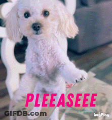 A Small White Dog Is Standing On Its Hind Legs With The Words Pleaseee Written In Pink GIF