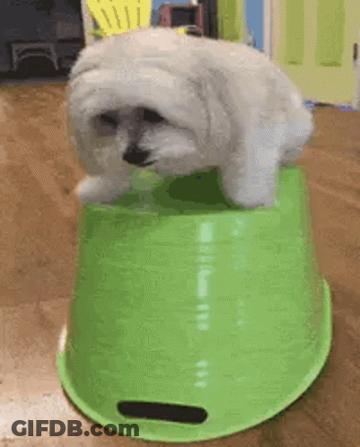 A Small White Dog Is Standing On Top Of A Green Plastic Bucket . GIF