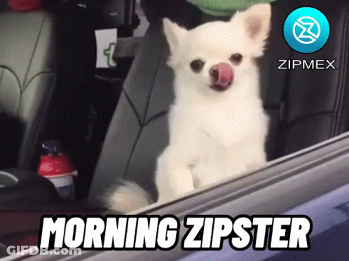 A Small White Dog Is Sticking Its Tongue Out Of A Car Window With The Words Morning Zipster Below It GIF