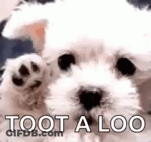 A Small White Dog Is Waving Its Paw And Says `` Toot A Loo '' . GIF