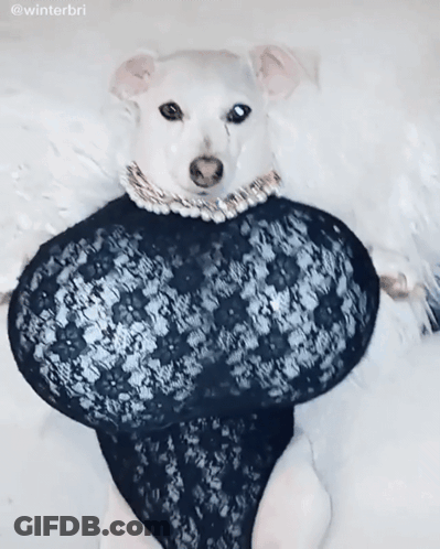A Small White Dog Is Wearing A Black Lace Dress And A Pearl Necklace GIF