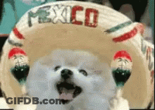 A Small White Dog Is Wearing A Sombrero With The Word Mexico Written On It . GIF