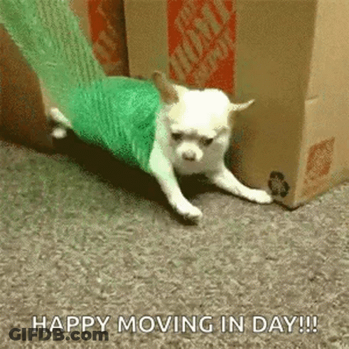 A Small White Dog Is Wrapped In A Green Plastic Bag And Crawling Around A Cardboard Box . GIF