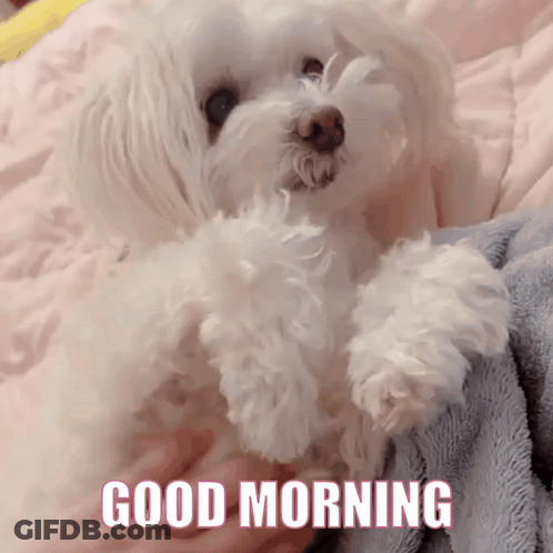 A Small White Dog Laying On A Bed With The Words " Good Morning " Written Below It GIF