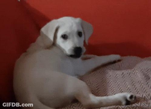 A Small White Dog Laying On A Red Couch GIF