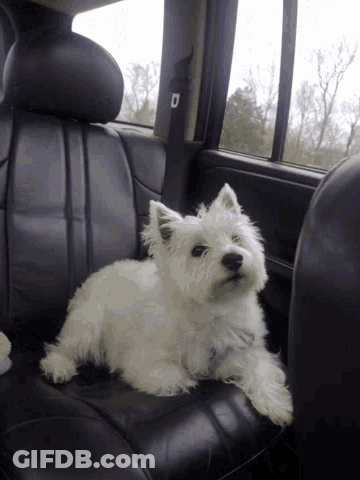 A Small White Dog Sitting In The Back Seat Of A Car GIF