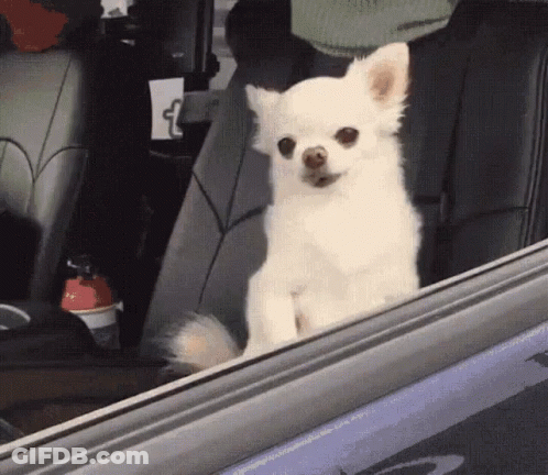 A Small White Dog Sitting In The Back Seat Of A Car Looking Out The Window GIF