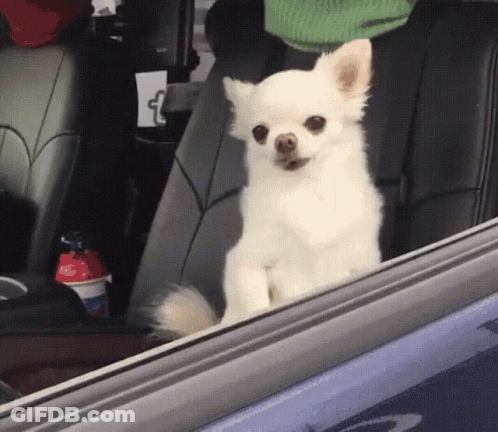 A Small White Dog Sitting In The Back Seat Of A Car Looking Out The Window GIF