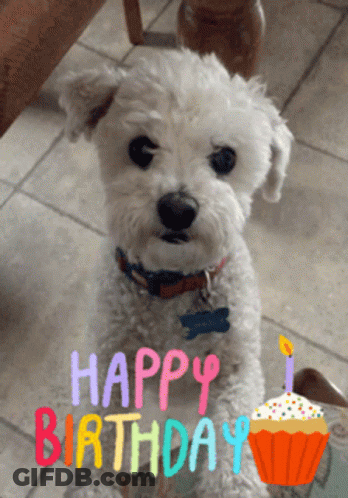 A Small White Dog Sitting Next To A Birthday Cupcake GIF