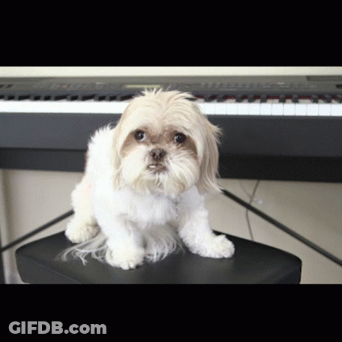 A Small White Dog Sitting On A Black Stool In Front Of A Piano GIF