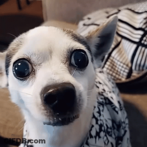 A Small White Dog Wearing A Black And White Shirt With Penguins On It GIF
