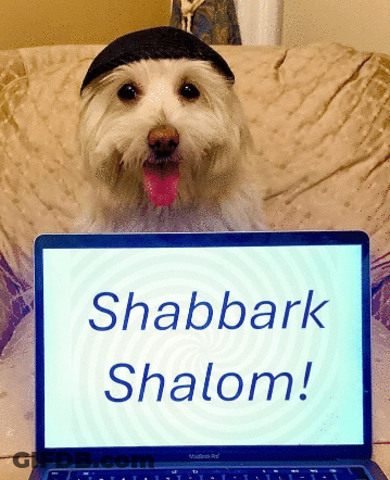 A Small White Dog Wearing A Black Hat Is Holding A Laptop That Says Shabbark Shalom GIF