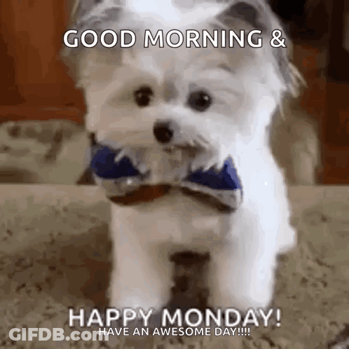 A Small White Dog Wearing A Blue Bow Tie Is Standing On A Carpet . GIF