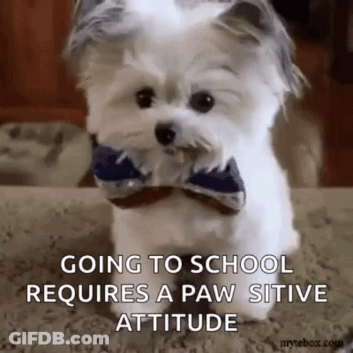 A Small White Dog Wearing A Bow Tie Is Sitting On A Carpet . GIF